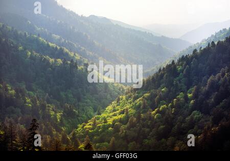 Les forêts couvrent le Great Smoky Mountains National Park vu de Morton surplombent, Tennessee, USA. Partie de la chaîne des Appalaches Banque D'Images