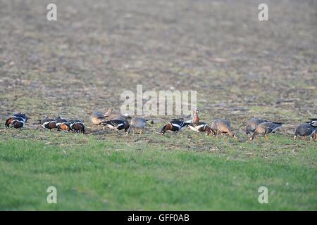 Bernache à cou roux (Branta ruficollis) le pâturage en hiver avec l'Oie rieuse (Anser albifrons) Banque D'Images