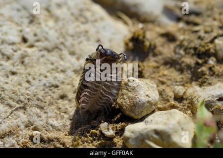 Comprimé mille-pattes cloportes vulgaires (Glomeris marginata) déroulant - montrant les jambes sur la surface ventrale Provence - France Banque D'Images