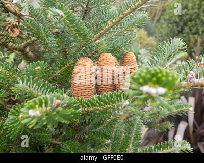 Abies Koreana (Sapin de Corée) dans l'Arboretum at Rosemoor dans le Devon, England, UK Banque D'Images