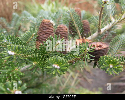 Abies Koreana (Sapin de Corée) dans l'Arboretum at Rosemoor dans le Devon, England, UK Banque D'Images