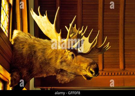 Le Musée Fairbanks et planétarium dans le Vermont ville de Stratford, New England, USA. Tête d'orignal en peluche Banque D'Images