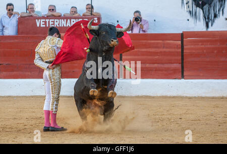 Le torero Espagnol Jose Carlos Venegas la corrida avec la béquille dans l'Arène de Sabiote, Espagne Banque D'Images