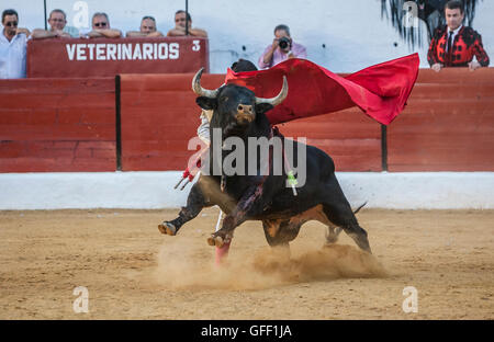 Le torero Espagnol Jose Carlos Venegas la corrida avec la béquille dans l'Arène de Sabiote, Espagne Banque D'Images