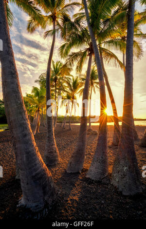 Palmiers et lever du soleil à Punaluu Black Sand Beach. Hawaii Island Banque D'Images