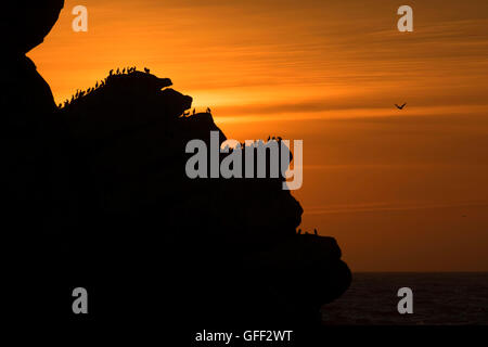 Cormorans sur Morro Rock sunset, Morro Rock Beach, Morro Bay, Californie Banque D'Images