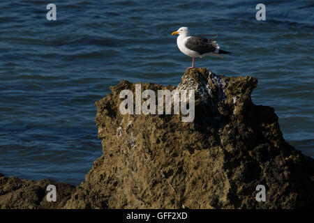 Mouette, Estero Bluffs State Park, Californie Banque D'Images