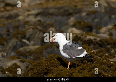 Mouette, Estero Bluffs State Park, Californie Banque D'Images