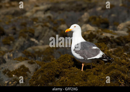 Mouette, Estero Bluffs State Park, Californie Banque D'Images