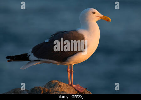 Mouette, Estero Bluffs State Park, Californie Banque D'Images