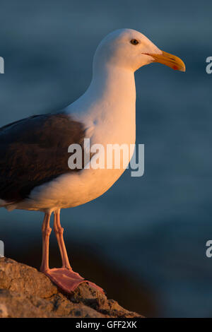 Mouette, Estero Bluffs State Park, Californie Banque D'Images