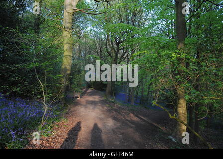 Bluebell wood au crépuscule, Durham, Angleterre Banque D'Images