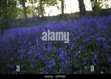 Bluebell wood au crépuscule, Durham, Angleterre Banque D'Images