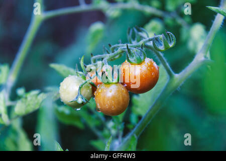 Petites tomates mûrir accroché sur la vigne, couverts de gouttes de rosée du matin. Banque D'Images