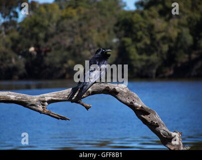 Crow assis sur une branche d'arbre surplombant la rivière. Banque D'Images