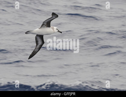 Un Indien (l'Albatros à nez jaune Thalassarche carteri) survole le Passage de Drake. Passage de Drake, Sud de l'océan Atlantique. Banque D'Images