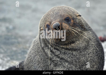 L'Antarctique masculins (Arctocephalus gazella). L'Anse de galets, Coronation Island, îles Orcades du Sud, l'Antarctique. Banque D'Images