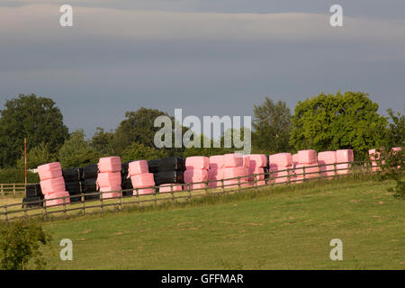 Les balles de foin emballé sous vide en rose et en plastique noir. Prises de juillet. Worcestershire, Royaume-Uni Banque D'Images