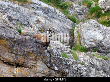 Une jeune chèvre sauvage sur une colline rocheuse. Port de Port Ellen, an Eilein, Islay, Hébrides intérieures, Argyll, Scotland, UK. Banque D'Images