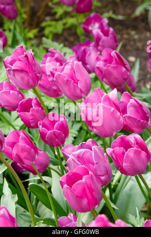 Tulipa tulipes pourpres dans un jardin lit de fleur Banque D'Images