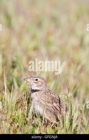 Calandre (Melanocorypha calandra) perché sur la masse. Lleida province. La Catalogne. L'Espagne. Banque D'Images