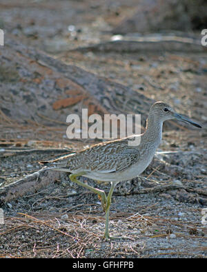 Sand Piper Oiseau de Key Biscayne en Floride Banque D'Images