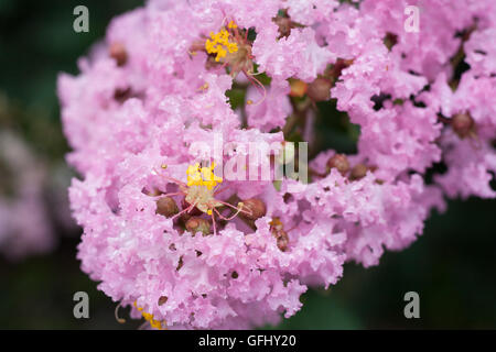 Fleur de Lagerstroemia indica avec dews Banque D'Images