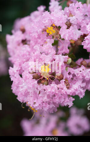 Fleur de Lagerstroemia indica avec dews Banque D'Images