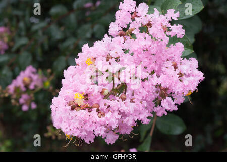 Fleur de Lagerstroemia indica avec dews Banque D'Images