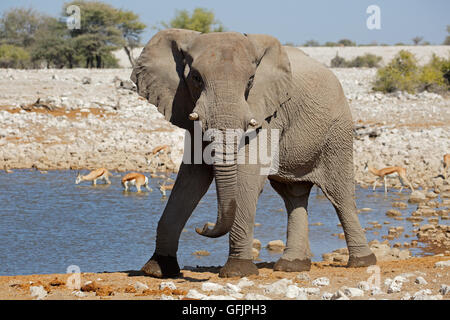 Grand éléphant mâle d'Afrique (Loxodonta africana) à un étang, Etosha National Park, Namibie Banque D'Images