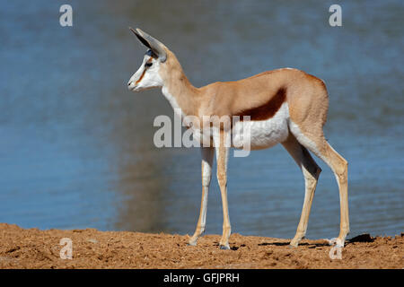 Une antilope springbok (Antidorcas marsupialis) à un étang, Etosha National Park, Namibie Banque D'Images