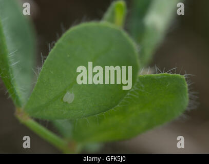 Blanc veiné de vert (Pieris napi) oeufs de papillon sur l'habitat de prairie en feuilles, UK Banque D'Images