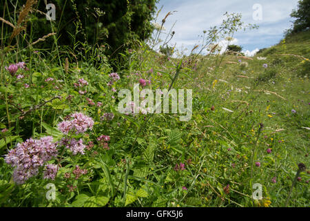 Fleurs sauvages dans les prés à Chalk downland Noar Hill, Hampshire, Royaume-Uni Banque D'Images