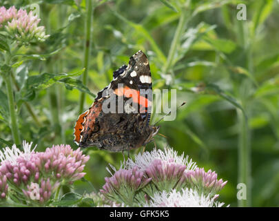 Papillon vulcain (Vanessa atalanta) sur-chanvre Eupatorium cannabinum) aigremoine (fleurs, UK Banque D'Images