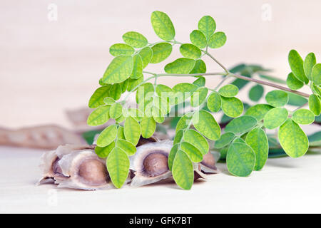 Le moringa (également connu sous le nom de M. oleifera Lam., Futaba, MORINGACÉES marteau kom, légumes hum hum bug, bug de Moringa Hoo) feuille et s Banque D'Images