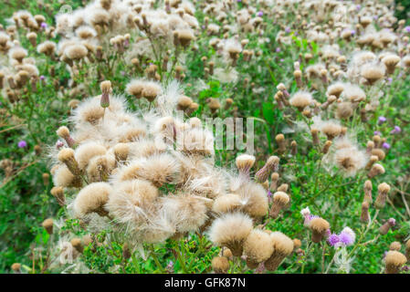 Chardon des champs (Cirsium arvense) plante qui pousse en été dans le Royaume-Uni. Banque D'Images