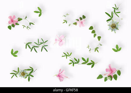 Mise à plat de vert anis plantes et fleurs d'hibiscus rose close up on white background Banque D'Images