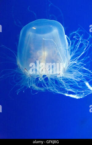 saltator de Spirocodon. C'est l'espèce endémique de méduses du Japon. Banque D'Images