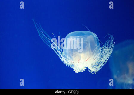 saltator de Spirocodon. C'est l'espèce endémique de méduses du Japon. Banque D'Images