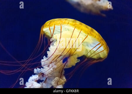 Mer du Pacifique de l'ortie, espèces de méduses Banque D'Images
