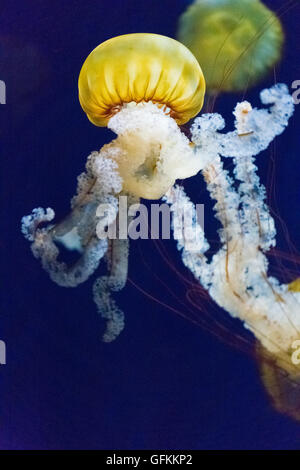 Mer du Pacifique de l'ortie, espèces de méduses Banque D'Images