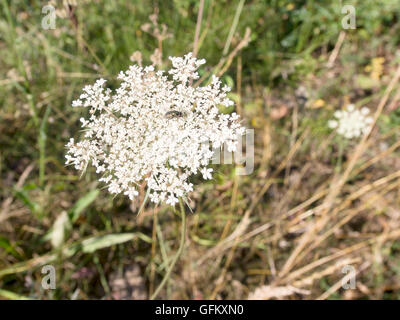 Carotte sauvage, Daucas coarota. Aka Queen Anne's lace, dentelle de l'évêque. Avec petite mouche. Banque D'Images