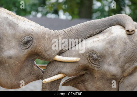 Deux éléphants indiens heureux en gros plan Banque D'Images