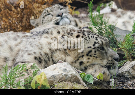 Paire de léopards des neiges au Zoo, Plock Pologne Banque D'Images