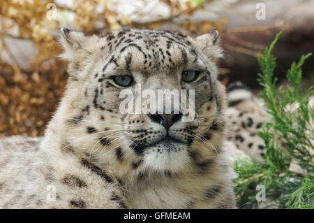 gros plan portrait du léopard des neiges Banque D'Images