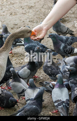 L'alimentation à la main femme oie cendrée et pigeons dans le parc de St James, Londres Angleterre Royaume-Uni UK Banque D'Images