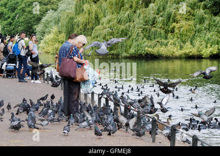 Femme qui allaite des pigeons à St. James's Park, Londres Angleterre Royaume-Uni Banque D'Images