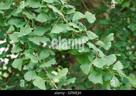 Vert feuilles de ginkgo biloba Banque D'Images