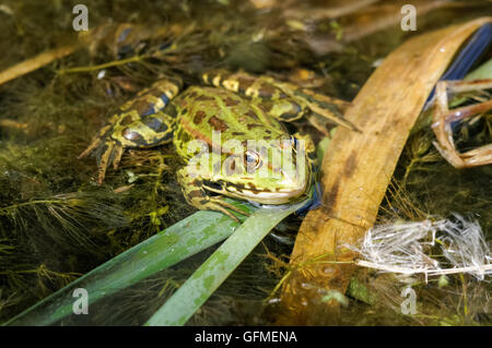 La grenouille de piscine (Pélophylax lessonae) dans l'eau de la Réserve naturelle Rainham Marshes à Londres Angleterre Royaume-Uni Banque D'Images