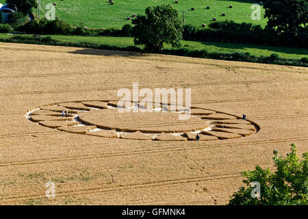 Warminster, Wiltshire, Royaume-Uni. Le 31 juillet 2016. Un crop circle au pied du CLAJ Hill, près de Salisbury, Wiltshire, Royaume-Uni Crédit : Andrew Harker/Alamy Live News Banque D'Images